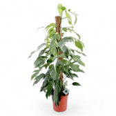 Epipremnum pinnatum variegata potted plant in nursery pot on white background.