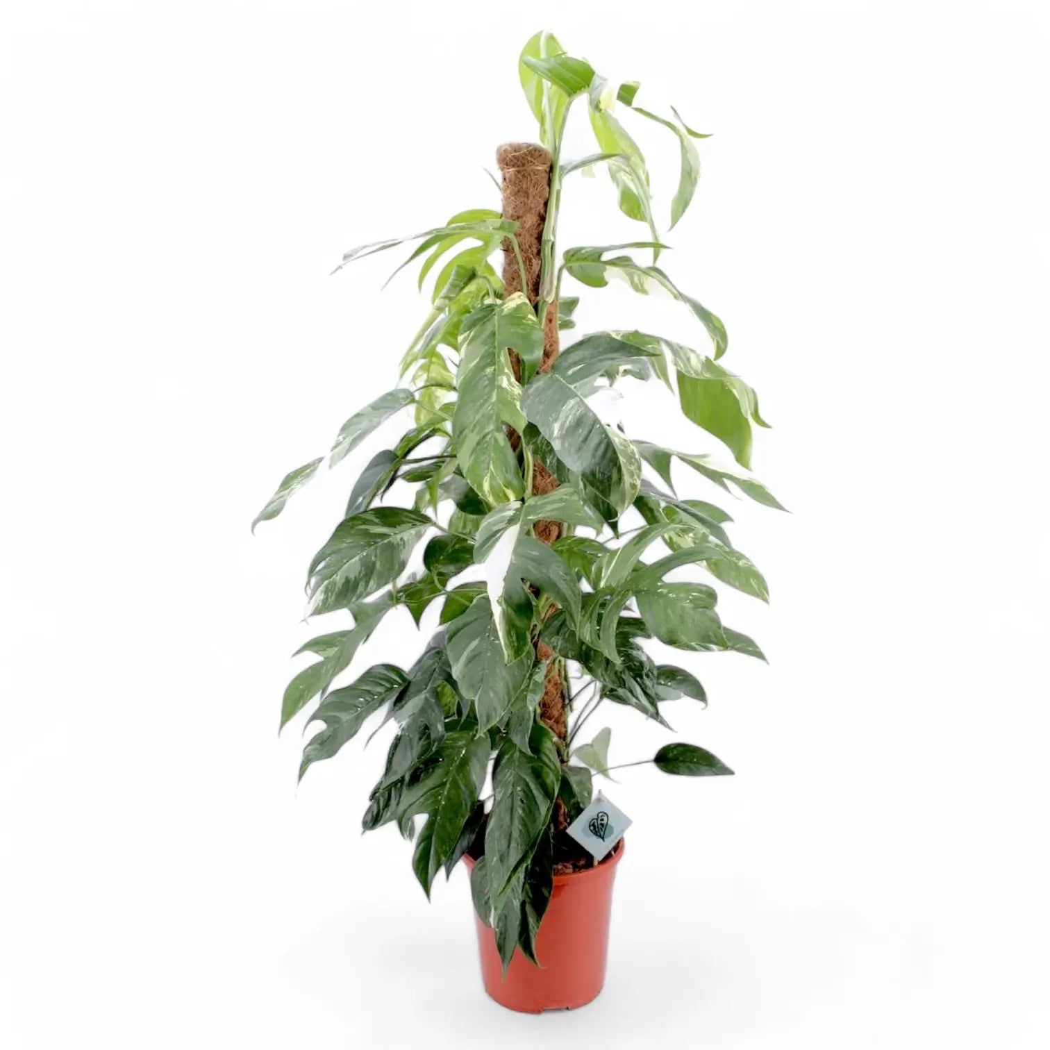 Epipremnum pinnatum variegata potted plant in nursery pot on white background.