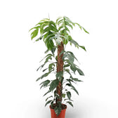Epipremnum pinnatum variegata potted plant in nursery pot on white background.