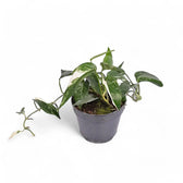 Epipremnum pinnatum variegata potted plant in nursery pot on white background.