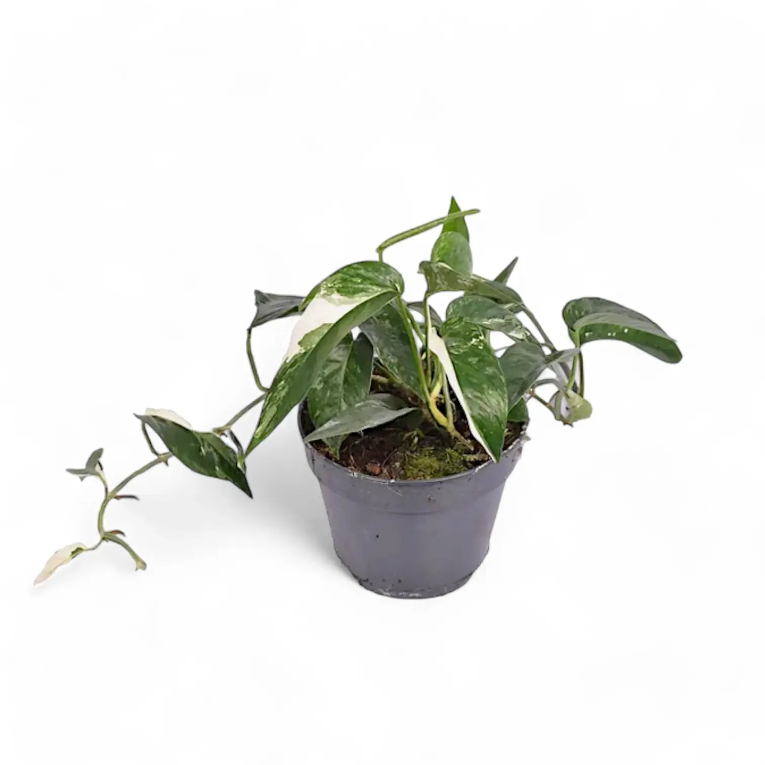Epipremnum pinnatum variegata potted plant in nursery pot on white background.