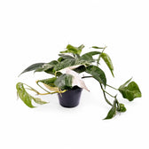 Epipremnum pinnatum variegata potted plant in nursery pot on white background.