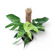 Epipremnum pinnatum variegata potted plant in nursery pot on white background.