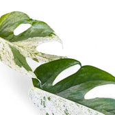 Nahaufnahme eines Blatts von Epipremnum pinnatum variegata 'Marble' vor weißem Hintergrund.