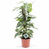 Epipremnum pinnatum variegata 'Marble' – Topfpflanze im Kulturtopf vor weißem Hintergrund, Produktfoto 10.