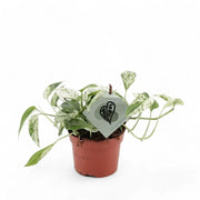 Epipremnum pinnatum variegata 'Marble' – Topfpflanze im Kulturtopf vor weißem Hintergrund, Produktfoto 3.