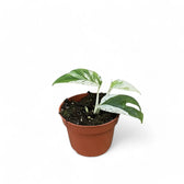 Epipremnum pinnatum variegata 'Marble' – Topfpflanze im Kulturtopf vor weißem Hintergrund, Produktfoto 5.
