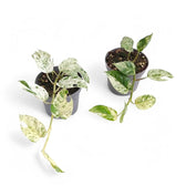 Epipremnum pinnatum variegata 'Marble' – Topfpflanze im Kulturtopf vor weißem Hintergrund, Produktfoto 6.