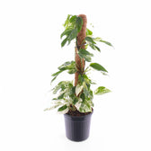 Epipremnum pinnatum variegata 'Marble' – Topfpflanze im Kulturtopf vor weißem Hintergrund, Produktfoto 8.