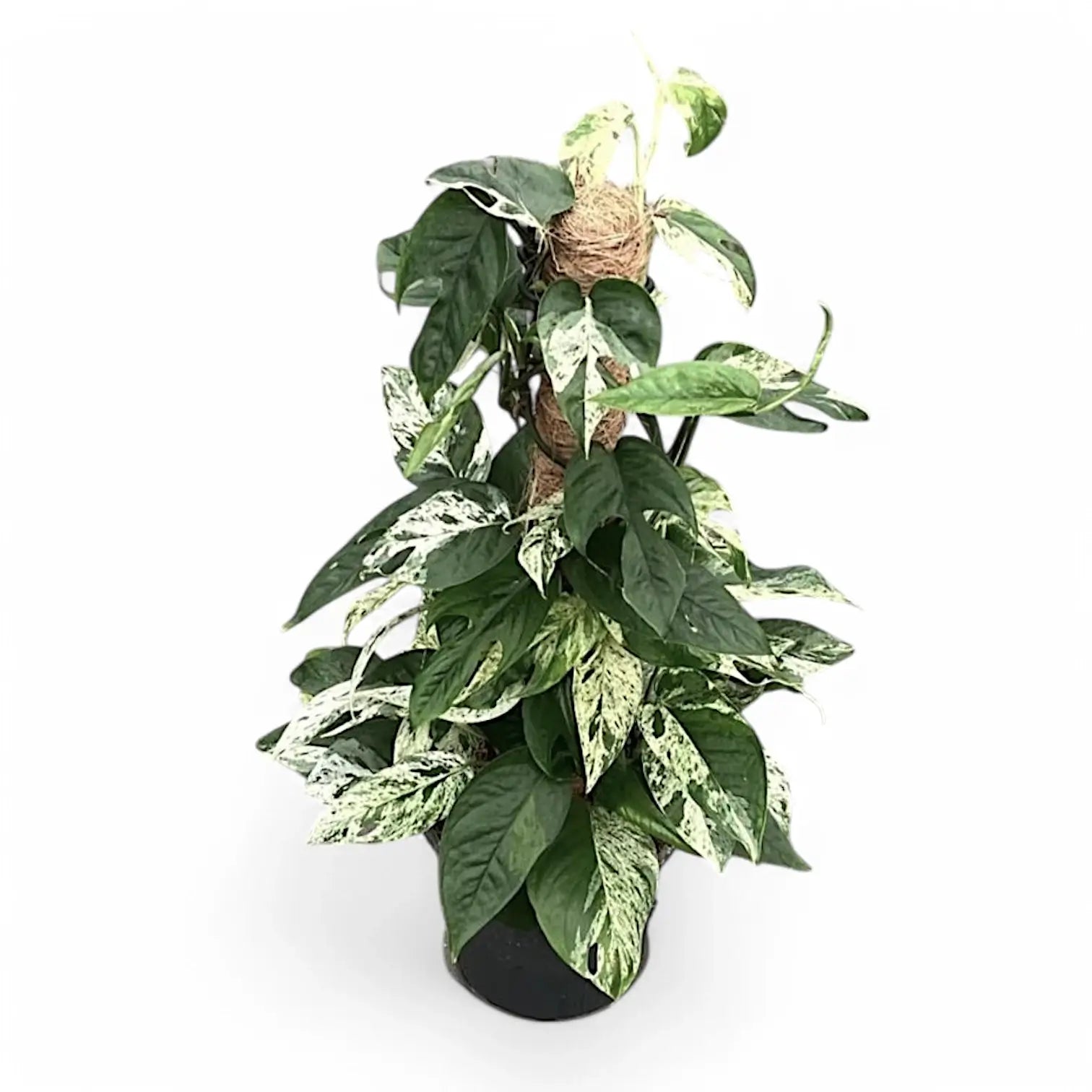 Epipremnum pinnatum variegata 'Marble' – Topfpflanze im Kulturtopf vor weißem Hintergrund, Produktfoto 9.