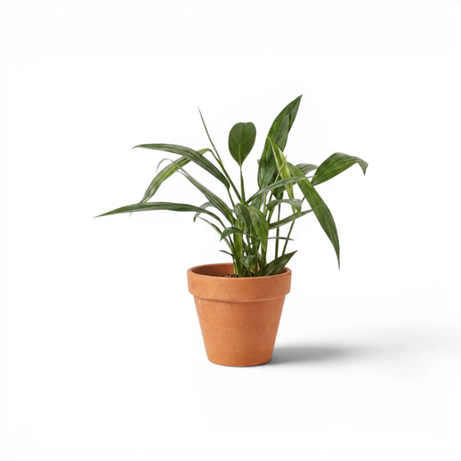 Epipremnum amplissimum mit schmalen länglichen grünen Blättern
