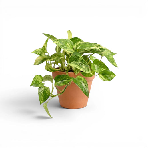 Epipremnum aureum mit grün-gelb panaschierten Blättern