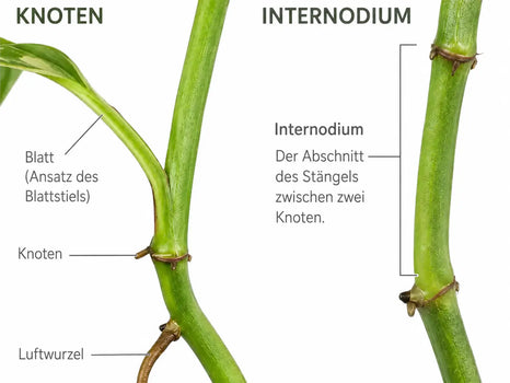 Epipremnum-Stängeldiagramm mit Knoten und Internodien