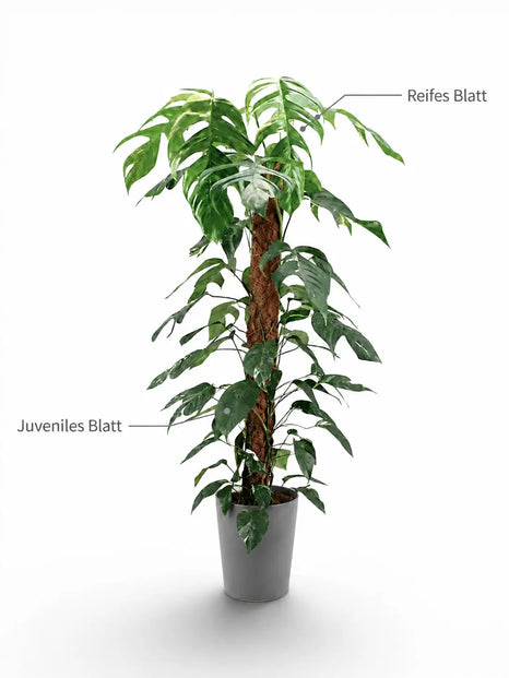 Panaschiertes Epipremnum pinnatum an einem kletternden Trieb