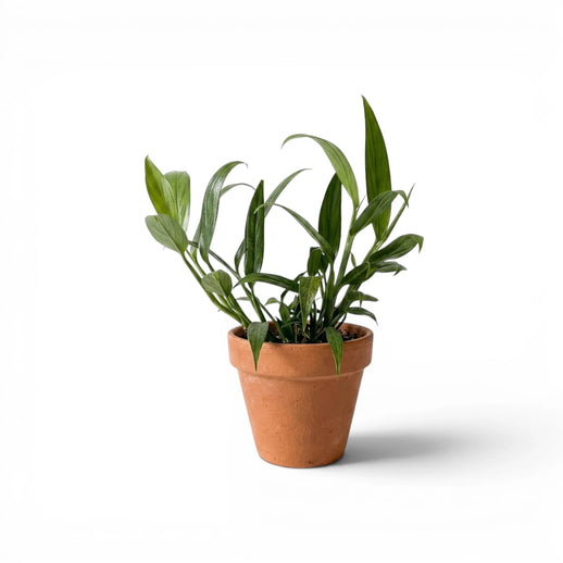 Epipremnum falcifolium mit schmalen Blättern aus Borneo