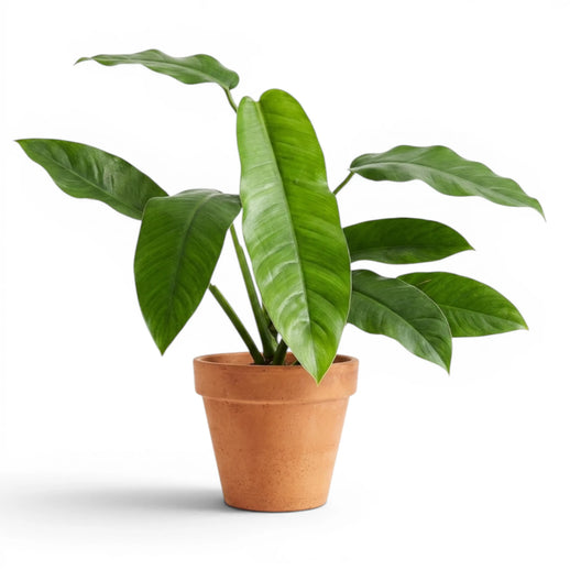 Epipremnum giganteum mit großen grünen Kletterblättern