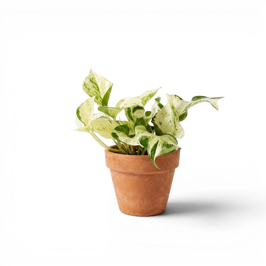Epipremnum aureum 'Happy Leaf' 'Manjula' mit rundlichen creme-grün panaschierten Blättern