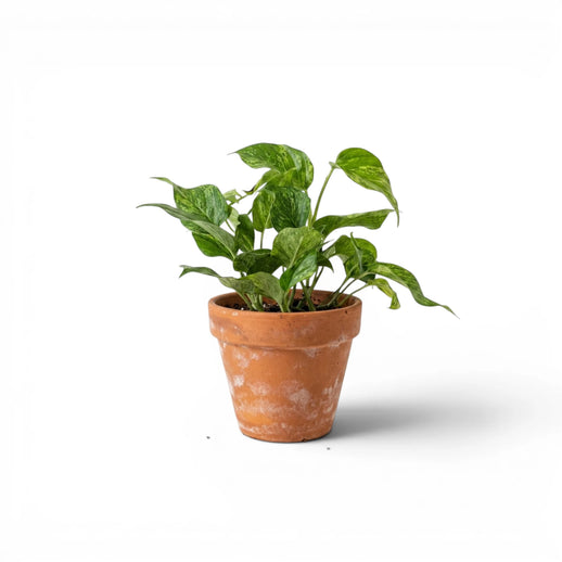 Epipremnum 'Jungle Star' 'Marble Green' mit grün marmorierten Blättern