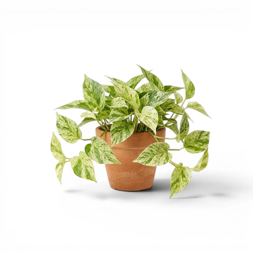 Epipremnum aureum 'Marble Queen' mit creme-grün marmorierten Blättern