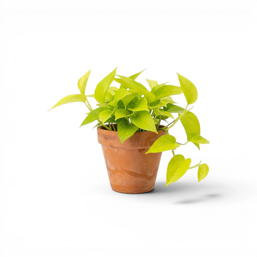 Limettengrüne Blätter von Epipremnum aureum 'Neon'