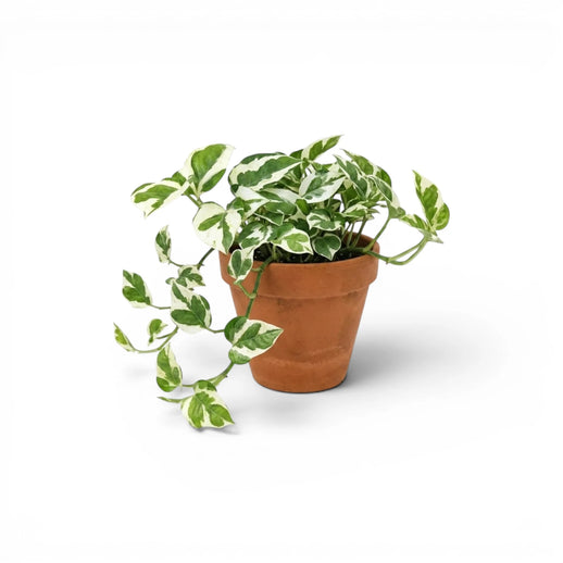 Auslaufendes Epipremnum aureum in einem Kulturtopf