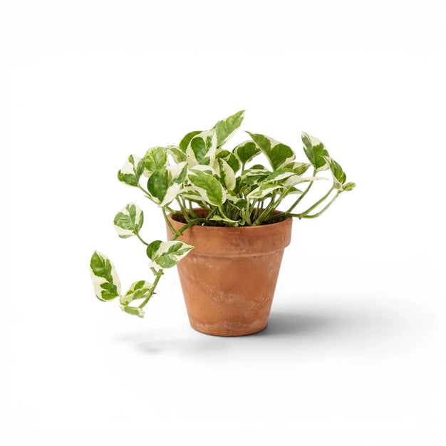 Epipremnum aureum 'N'Joy' mit kompakten weiß panaschierten Blättern