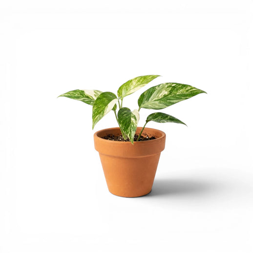 Panaschiertes Epipremnum pinnatum 'Marble' mit kletternden Blättern