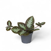 Episcia cupreata 'Silver Shield' potted plant in nursery pot on white background.