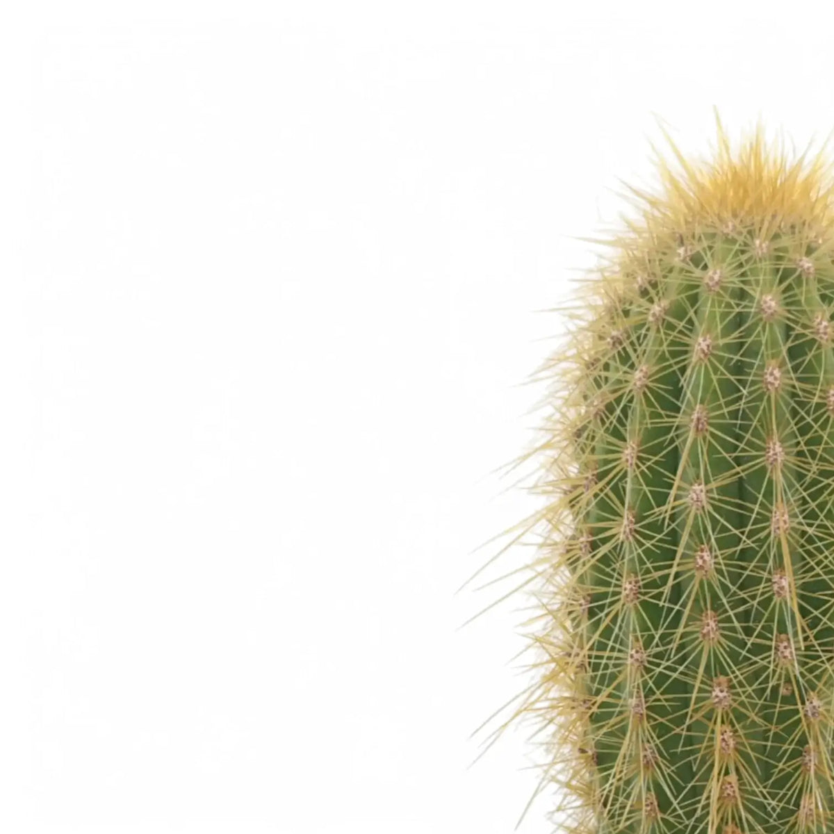 Vatricania guentheri | Sulenkaktus  Foliage Factory