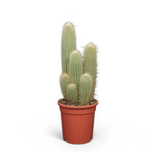 Espostoa guentheri potted plant in nursery pot on white background.
