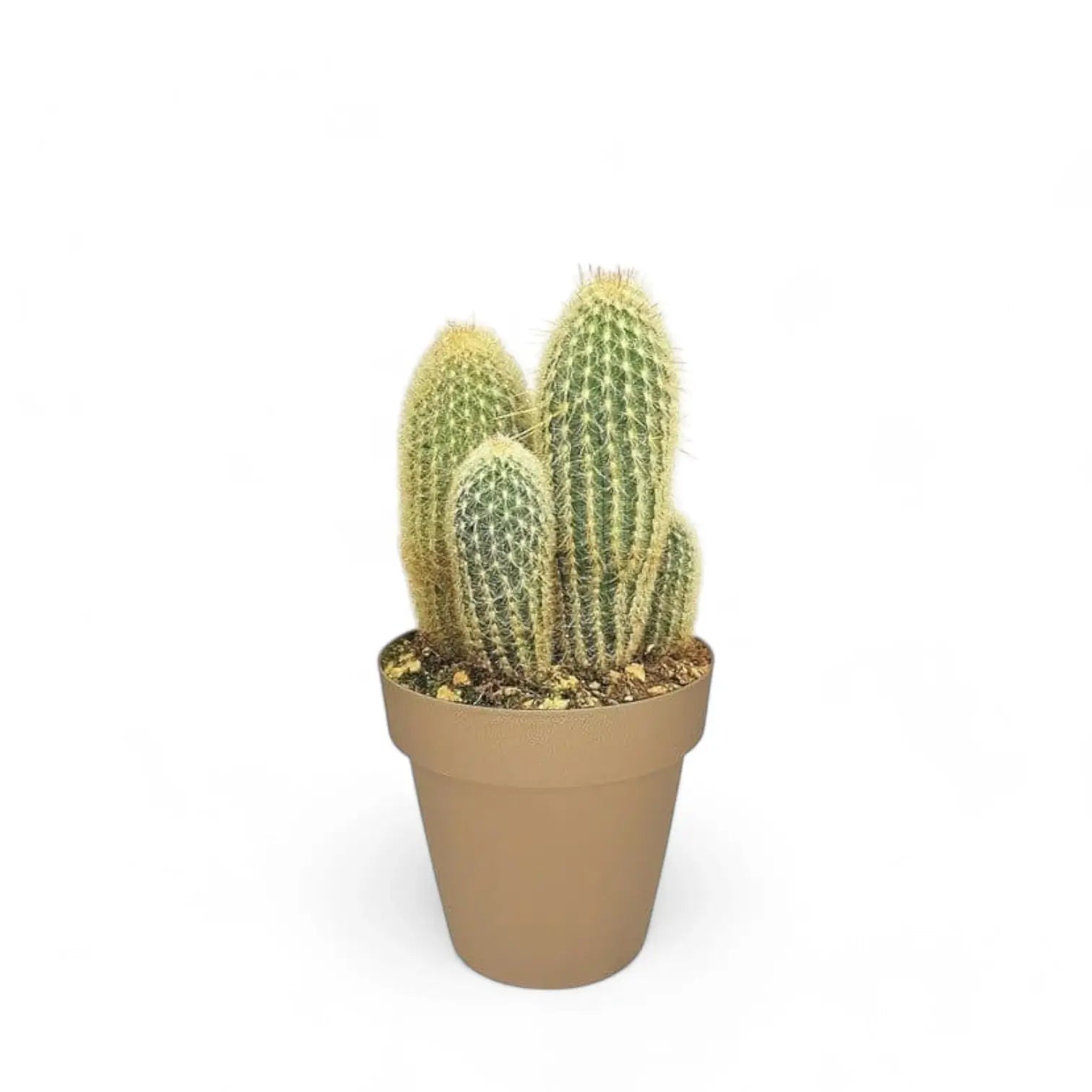 Espostoa lanata Zimmerpflanze im Anzuchttopf vor weißem Hintergrund, Produktfoto 2.