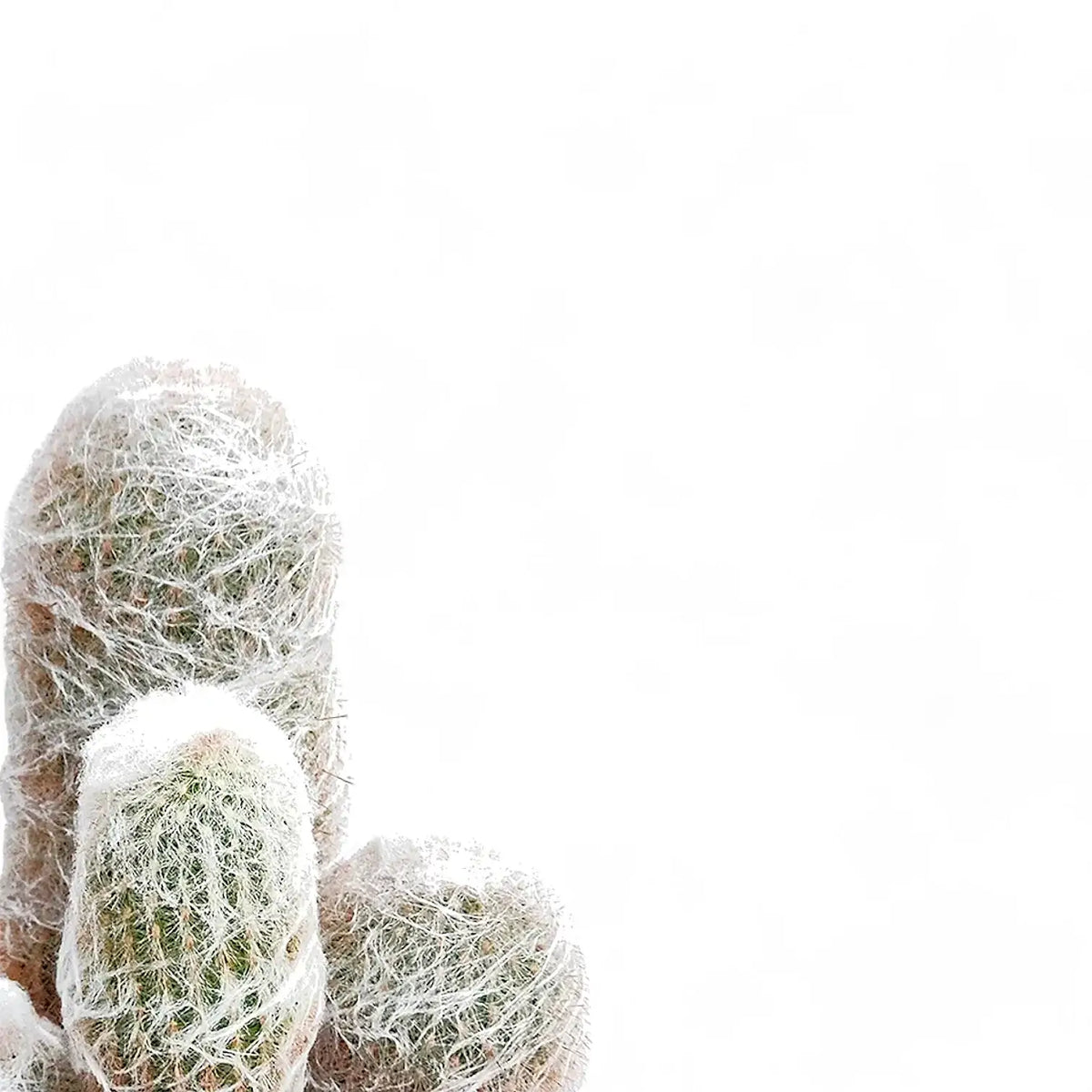 Espostoa senilis – Long-Haired White Columnar Cactus