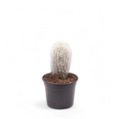 Espostoa senilis potted plant in nursery pot on white background.