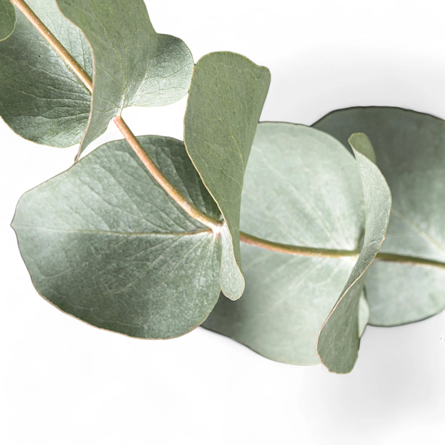 Eucalyptus cinerea – Blattdetail vor weißem Hintergrund..