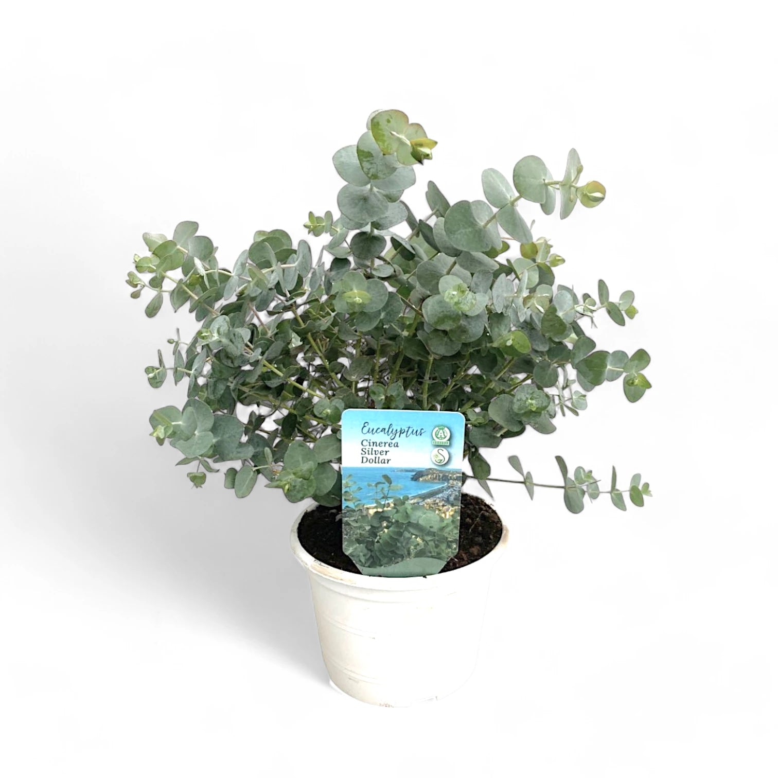 Eucalyptus cinerea potted plant in nursery pot on white background.