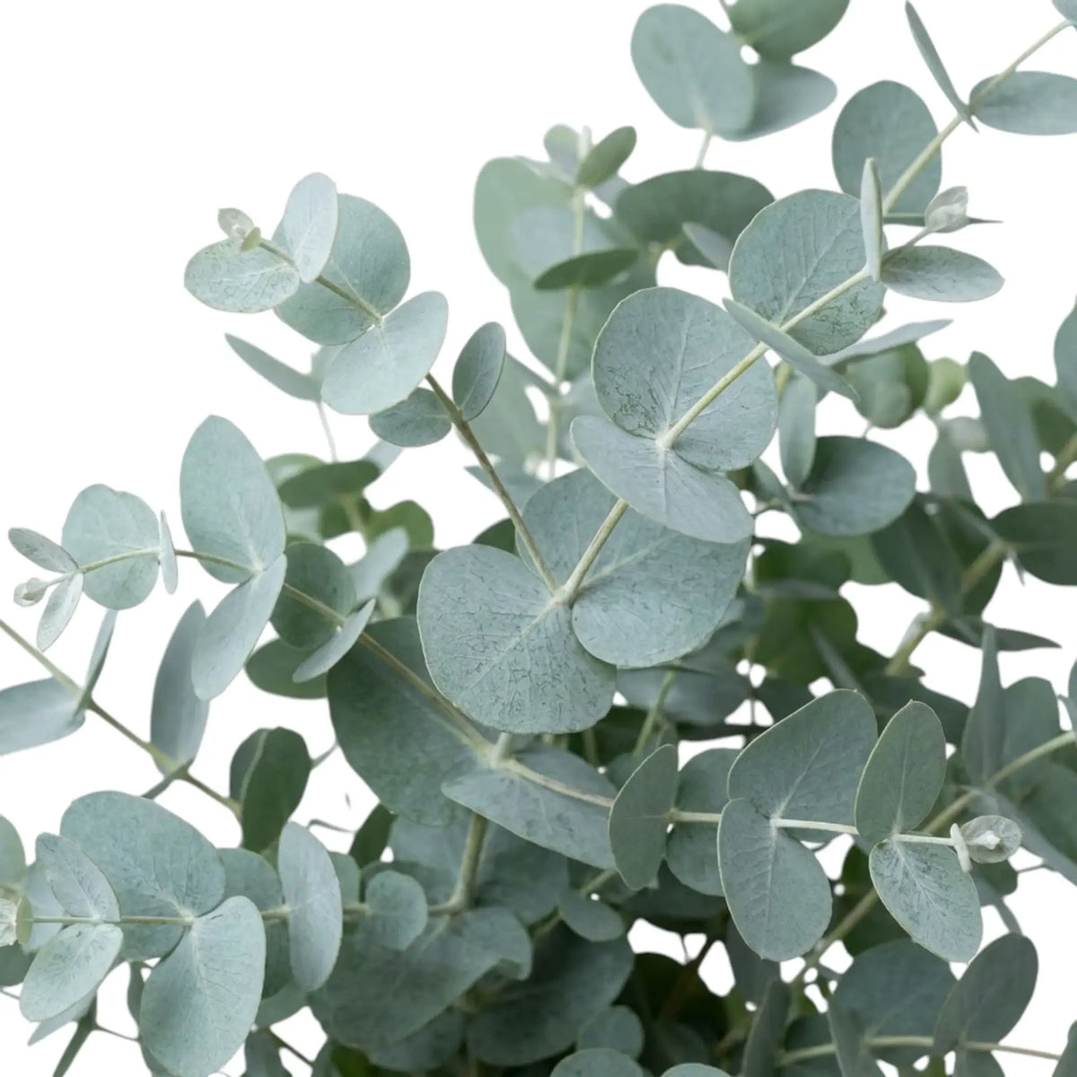 Eucalyptus gunnii | Mostgummi-Eukalyptus
