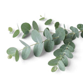 Eucalyptus gunnii – Nahaufnahme runder blaugrauer Jugendblätter entlang eines schlanken Triebs
