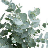 Eucalyptus gunnii – Blattdetail mit glatten, münzförmigen Blättern und silbrig blaugrüner Färbung