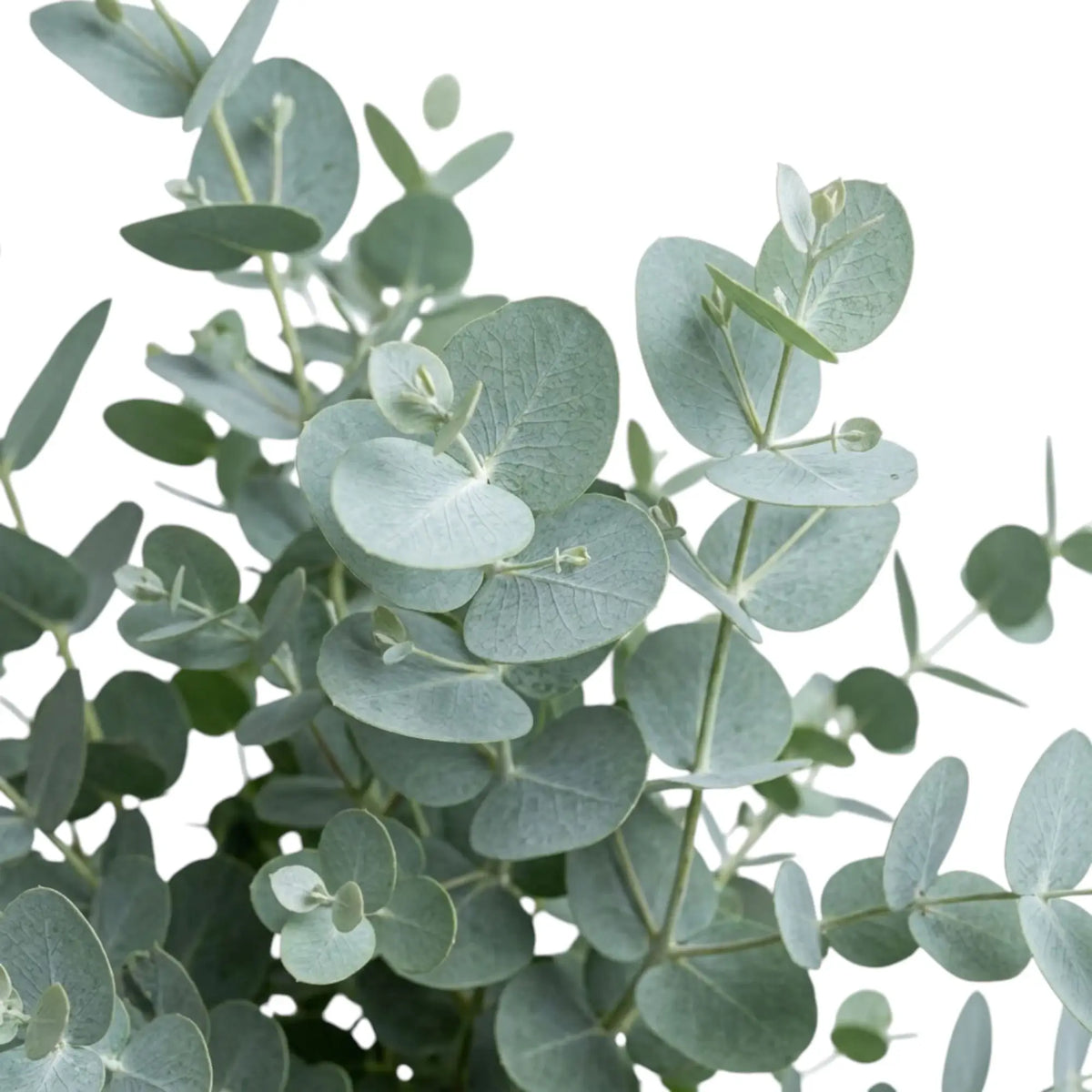 Eucalyptus gunnii – Blattdetail mit glatten, münzförmigen Blättern und silbrig blaugrüner Färbung