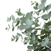 Eucalyptus gunnii – Nahaufnahme überlappender runder Blätter mit blaugrauer Färbung