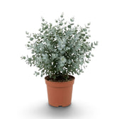 Eucalyptus gunnii mit runden blaugrauen Jugendblättern an schlanken aufrechten Trieben im Kulturtopf