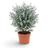 Eucalyptus gunnii mit runden blaugrauen Blättern und lockerer, aufrechter Krone