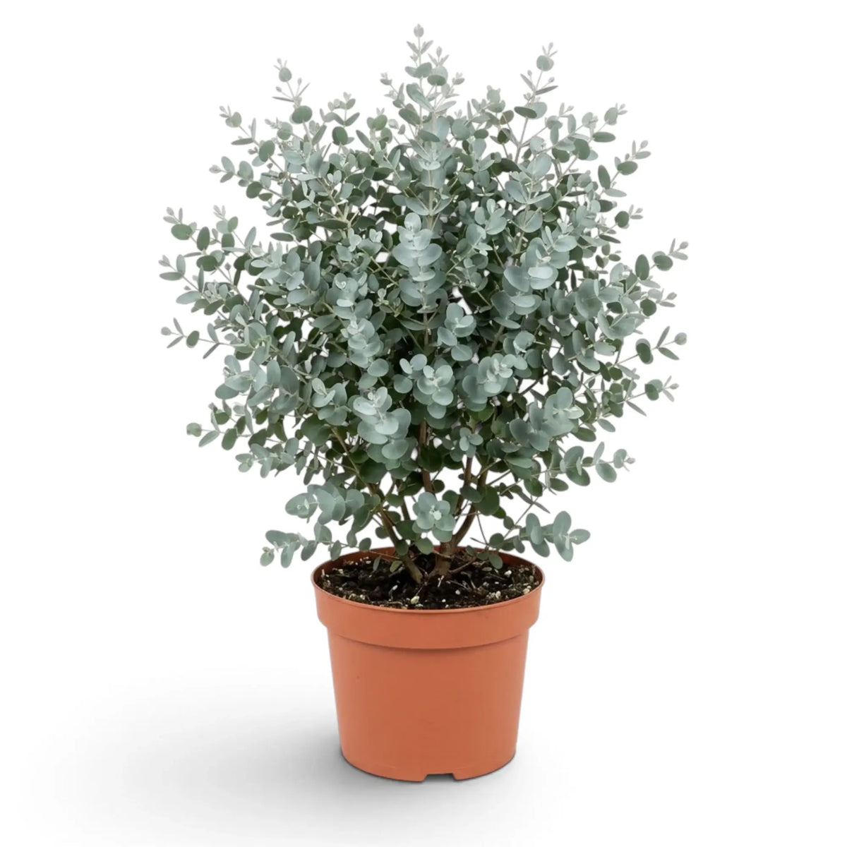 Eucalyptus gunnii mit runden blaugrauen Blättern und lockerer, aufrechter Krone