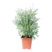 Eucalyptus gunnii – Topfpflanze im Kulturtopf vor weißem Hintergrund, Produktfoto 2.