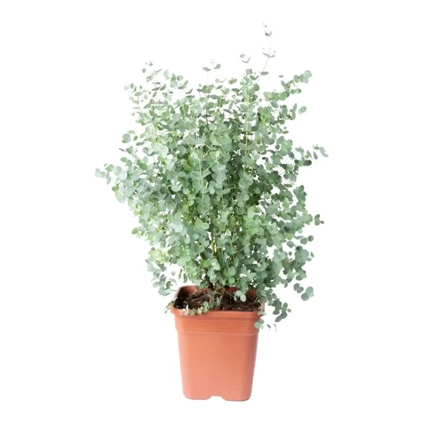 Eucalyptus gunnii – Topfpflanze im Kulturtopf vor weißem Hintergrund, Produktfoto 2.