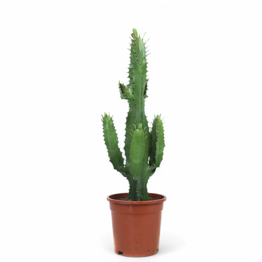 Euphorbia abyssinica potted plant in nursery pot on white background.