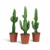 Euphorbia abyssinica potted plant in nursery pot on white background.
