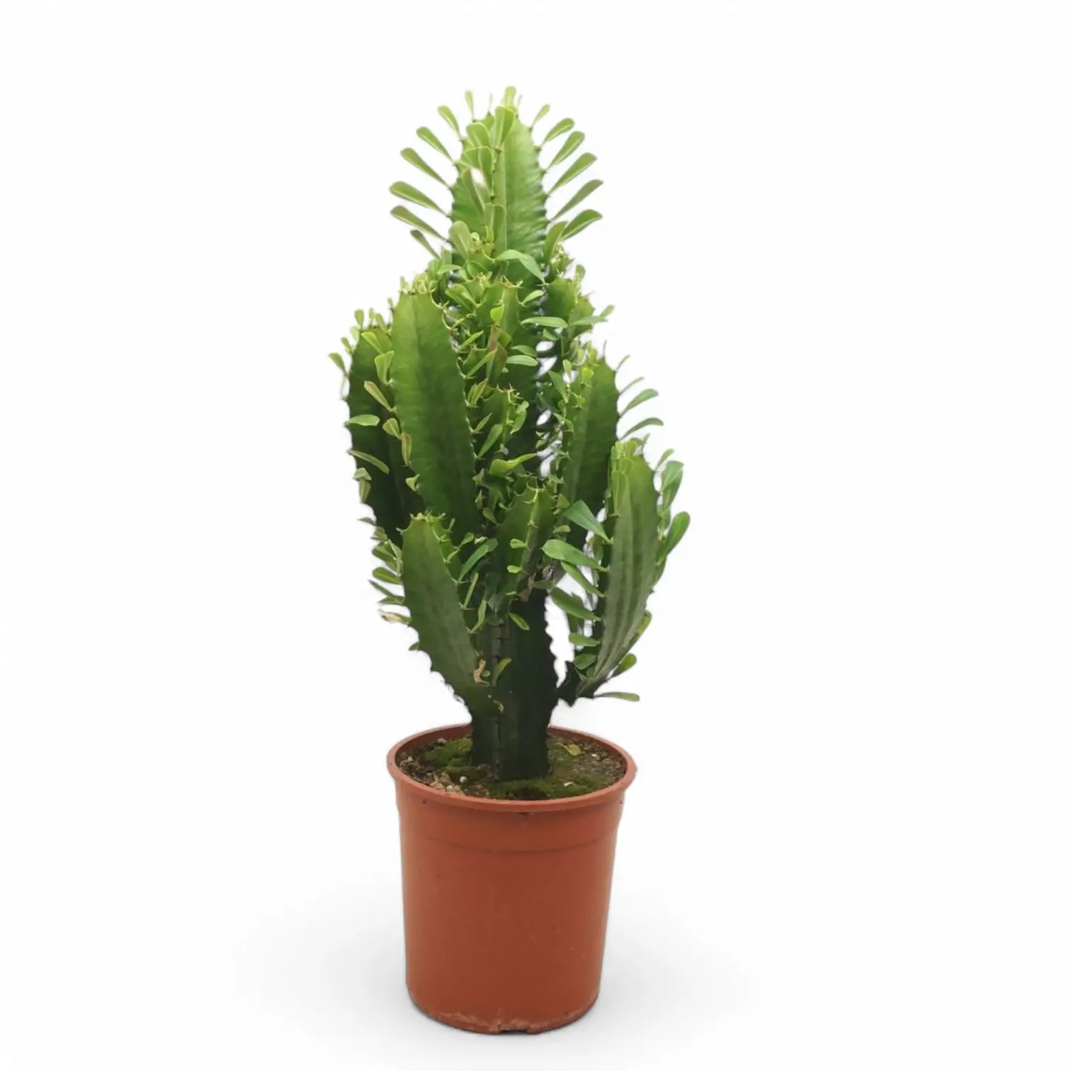 Euphorbia abyssinica potted plant in nursery pot on white background.