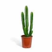 Euphorbia abyssinica potted plant in nursery pot on white background.