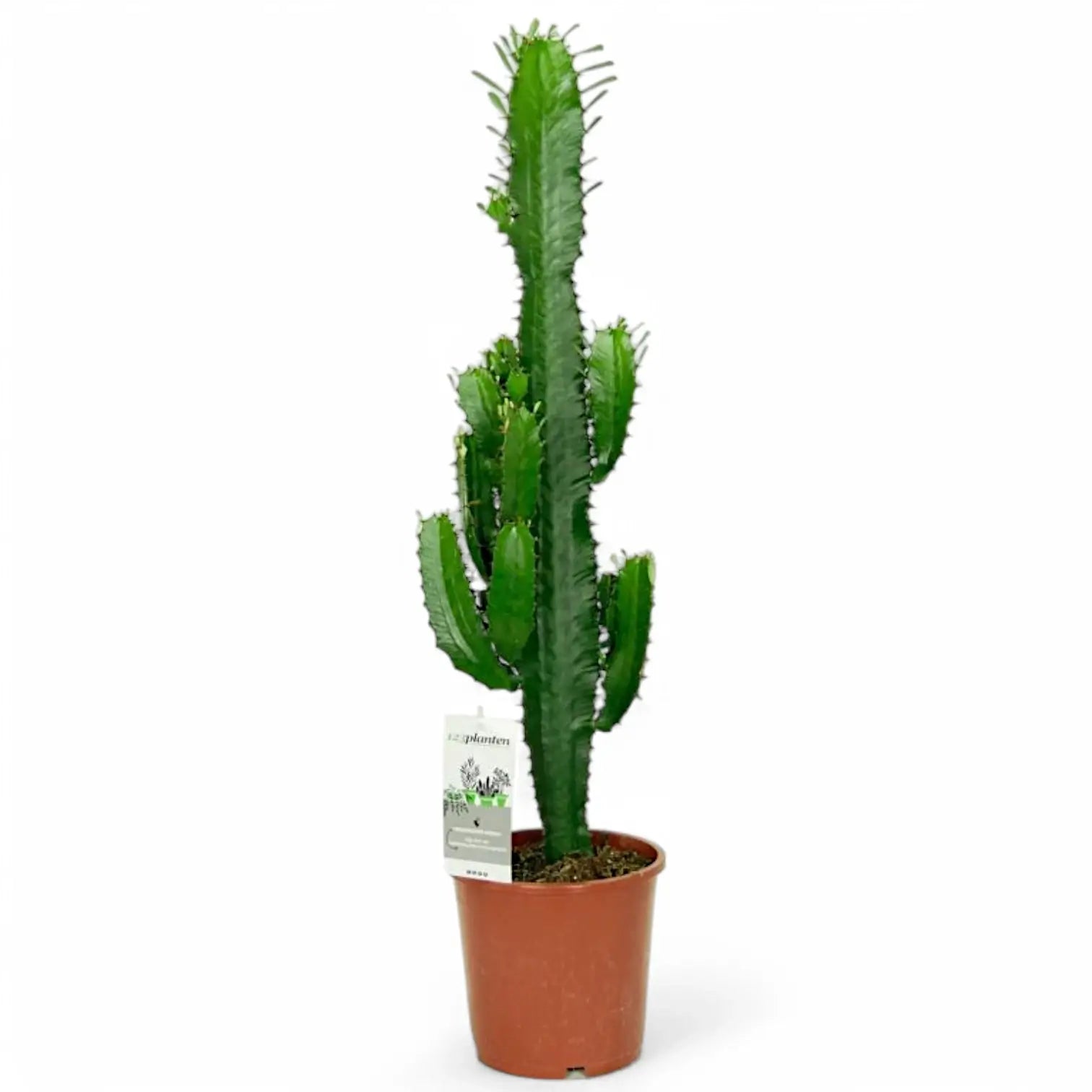 Euphorbia abyssinica potted plant in nursery pot on white background.